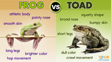What is the difference between frogs and toads?