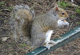 What is the difference between ground squirrels and tree squirrels?