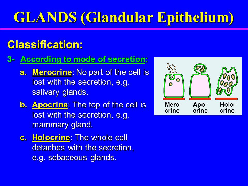 What is the difference between holocrine merocrine and apocrine glands?