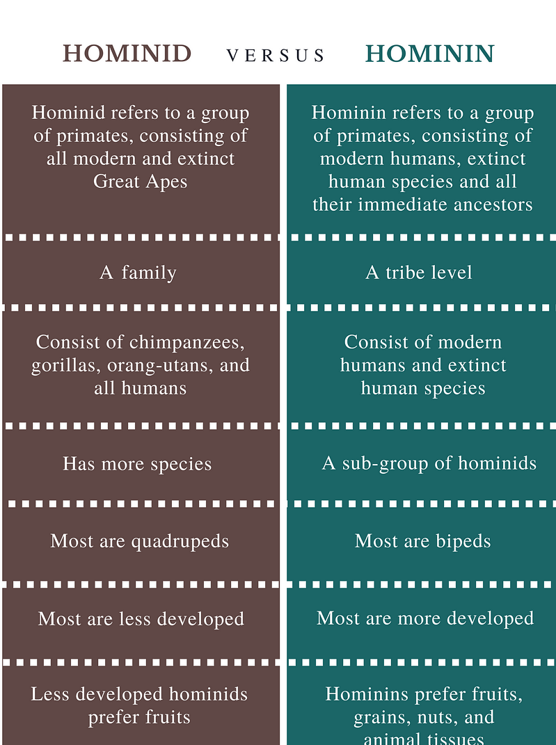What is the difference between Hominidae and Hominini?