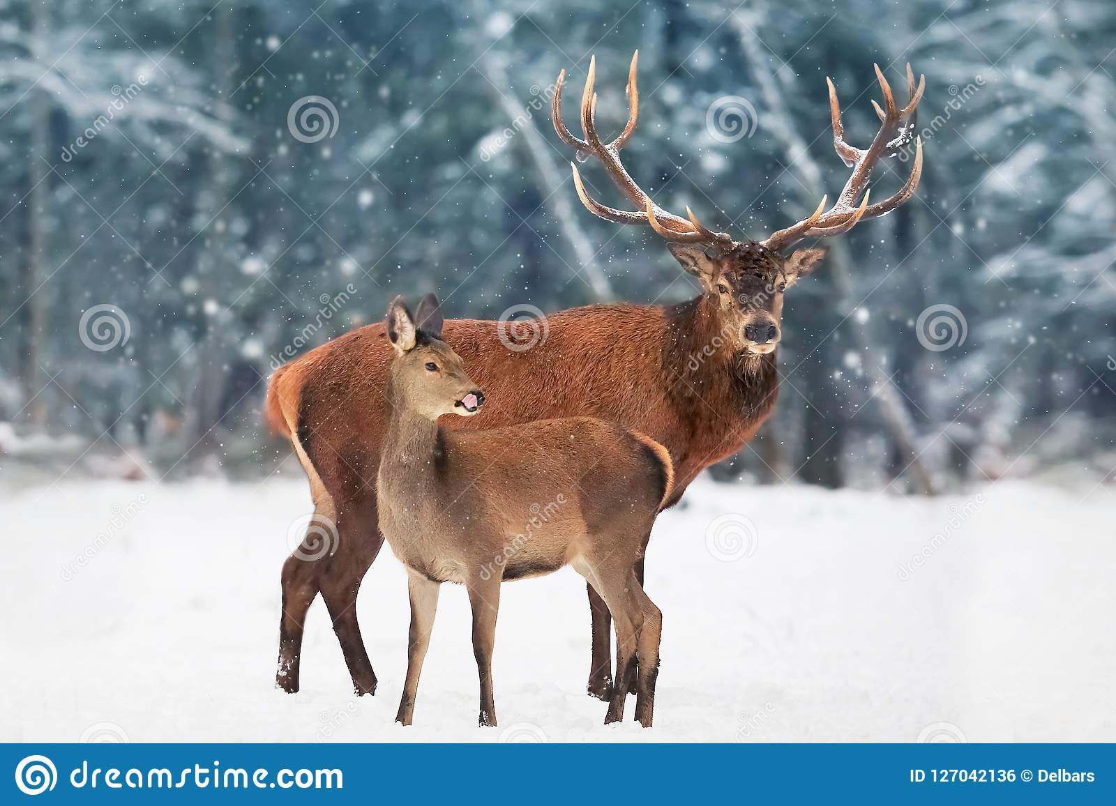 What is the difference between male and female deers?