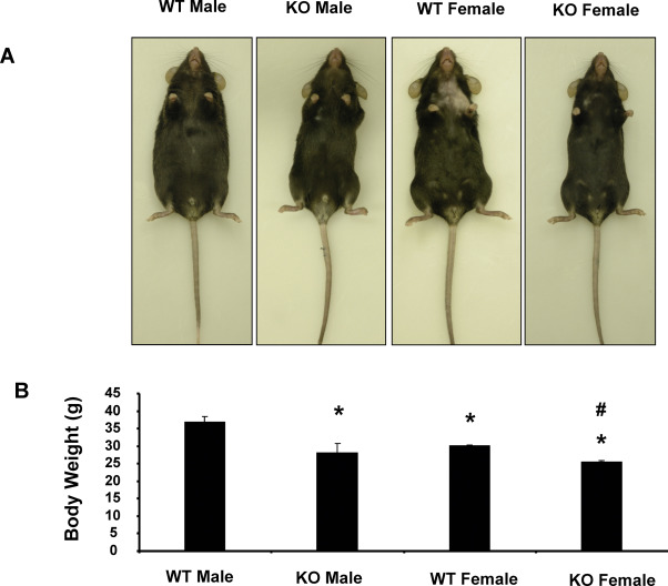 What is the difference between male and female mice?