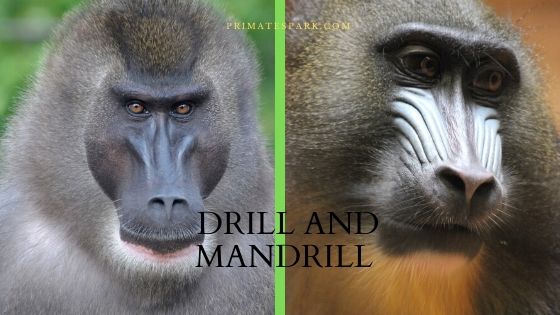 What is the difference between mandrills and drill monkeys?