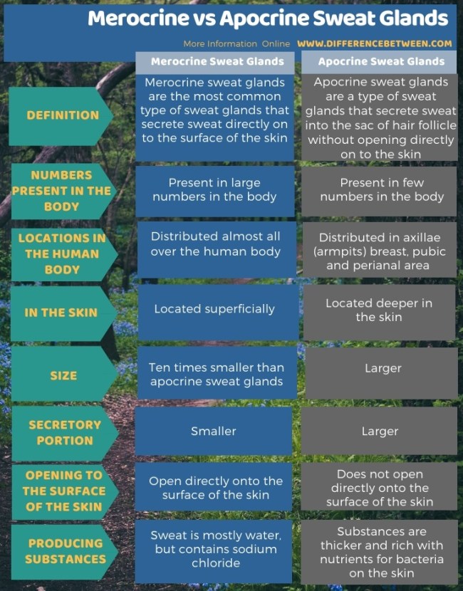 What is the difference between merocrine and apocrine sweat glands where would you find them?