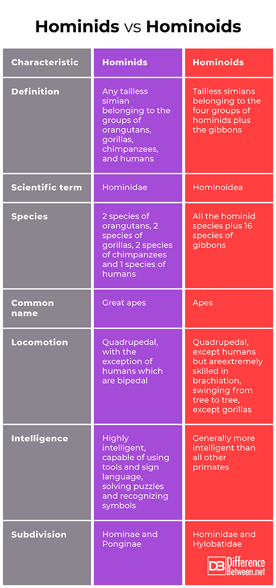 What is the difference between primates hominoids and hominids?