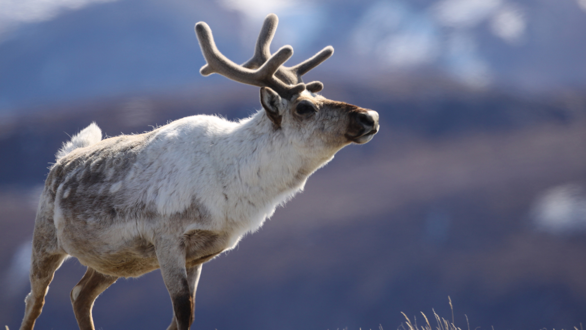 What is the difference between reindeer and caribou?