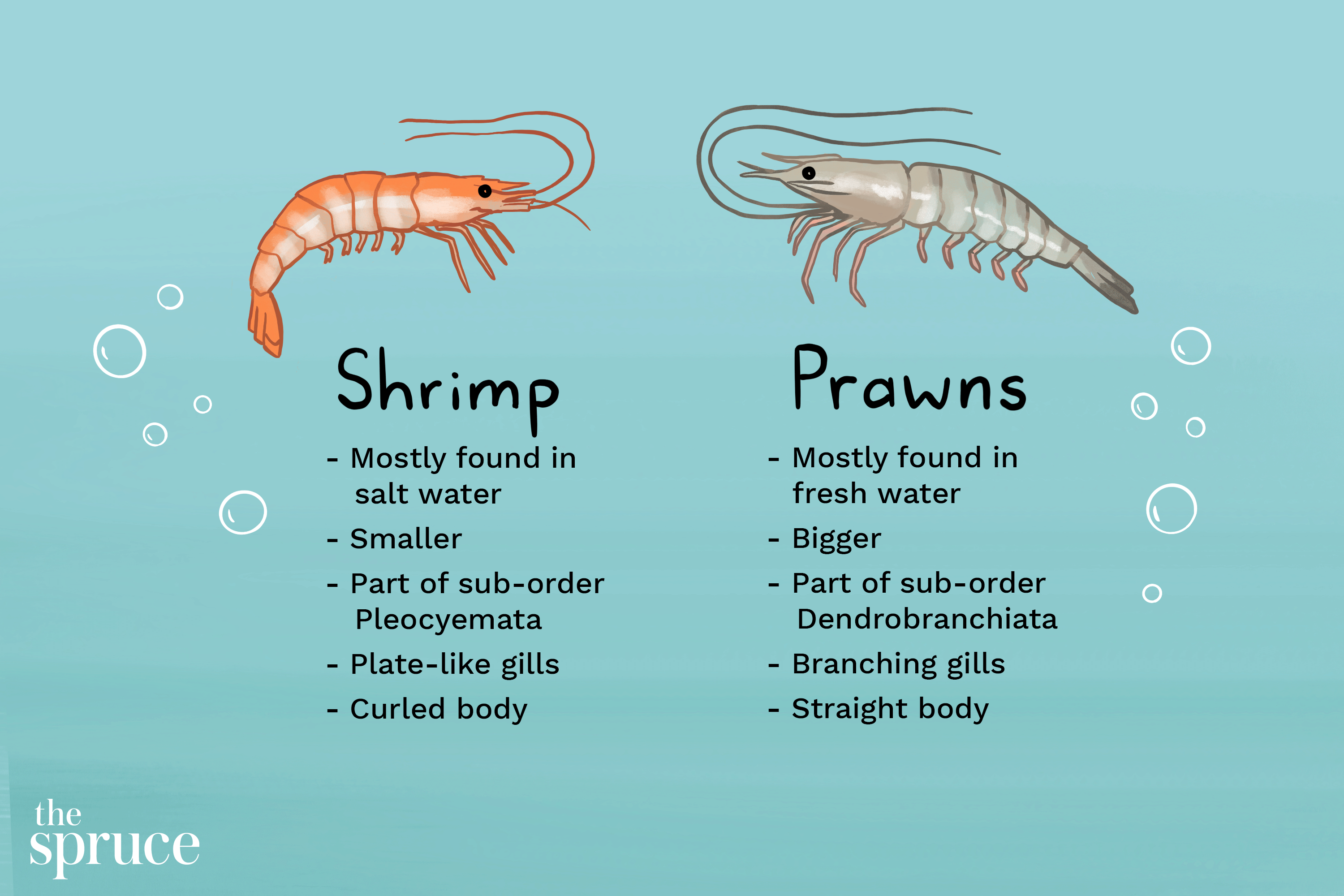 What is the difference between shrimp and prawns in biology?