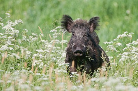 What is the difference between sow and boar?