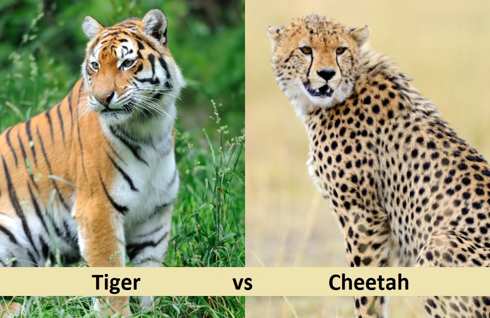 What is the different difference between tiger and cheetah?