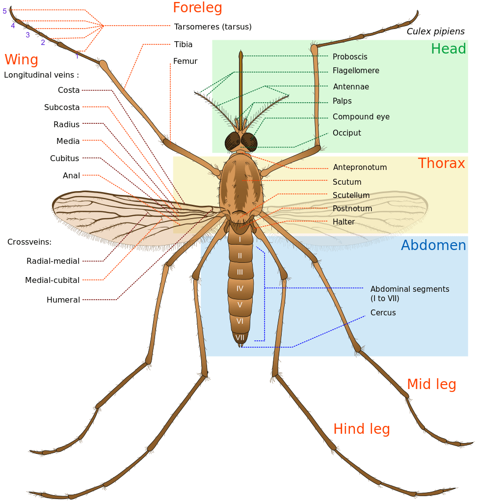 What is the digestive system of mosquitoes?