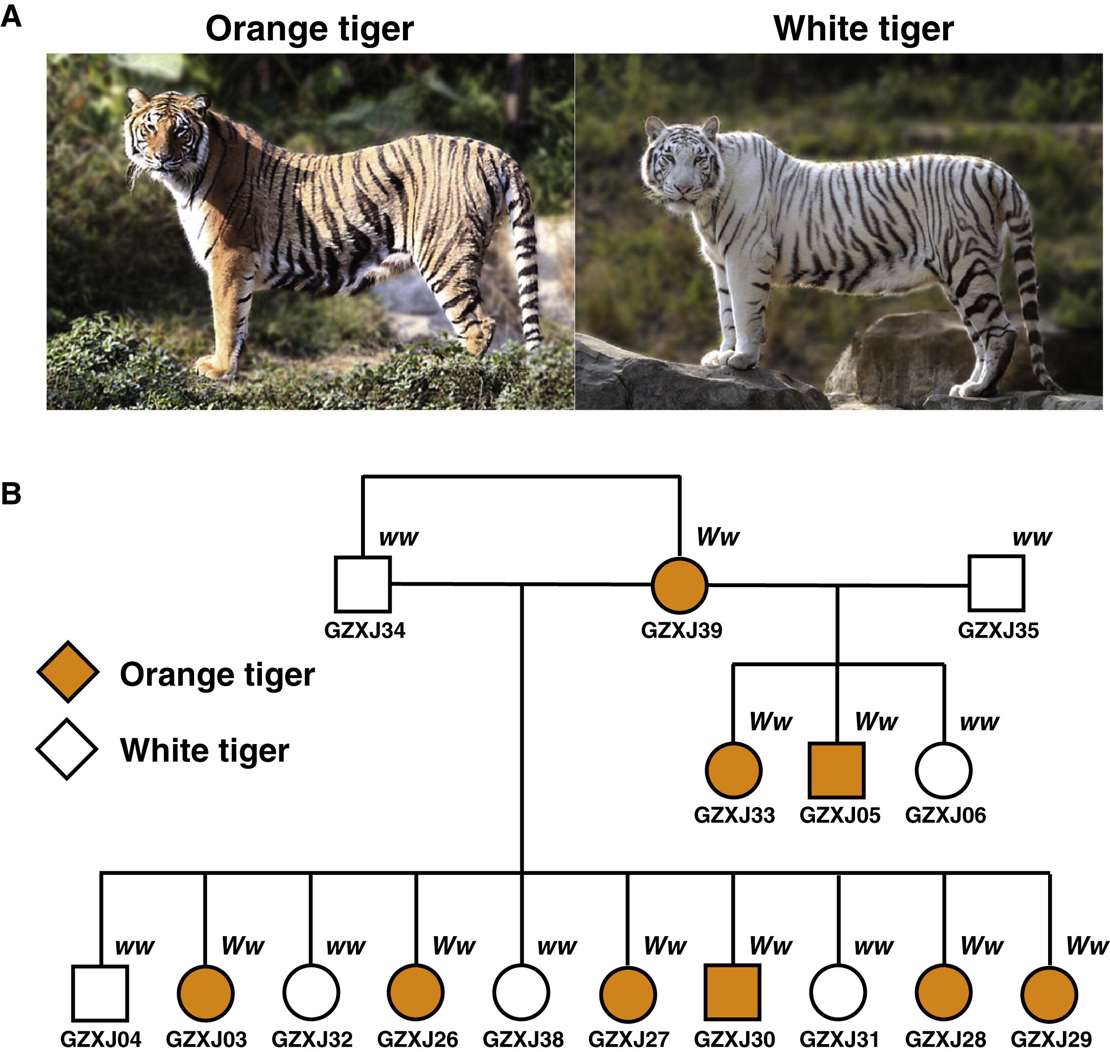 What is the domain system for Siberian tigers?