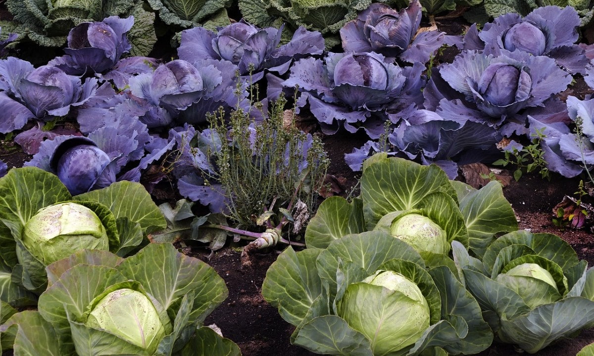 What is the easiest cabbage to grow?