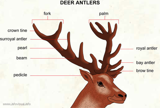 What is the end of a deer antler called?