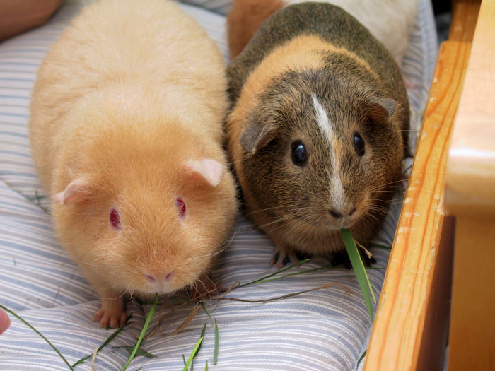 What is the etymology of the word Cavia?