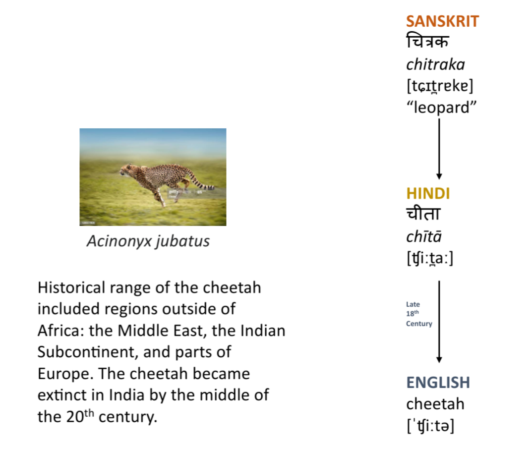 What is the etymology of the word Cheetah?