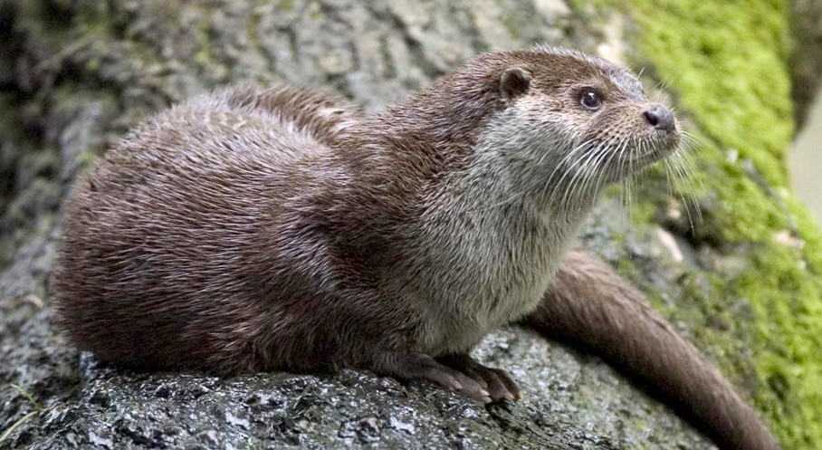 What is the etymology of the word otter?