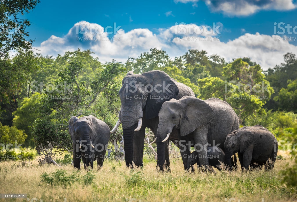What is the family for elephants?