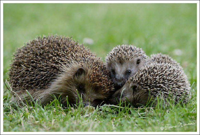 What is the family of hedgehog?