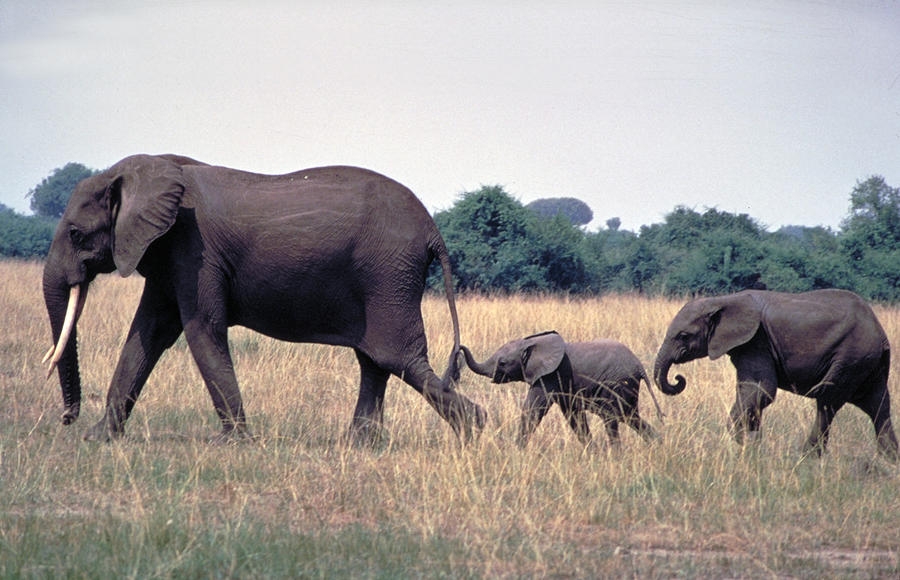 What is the family structure of an elephant?