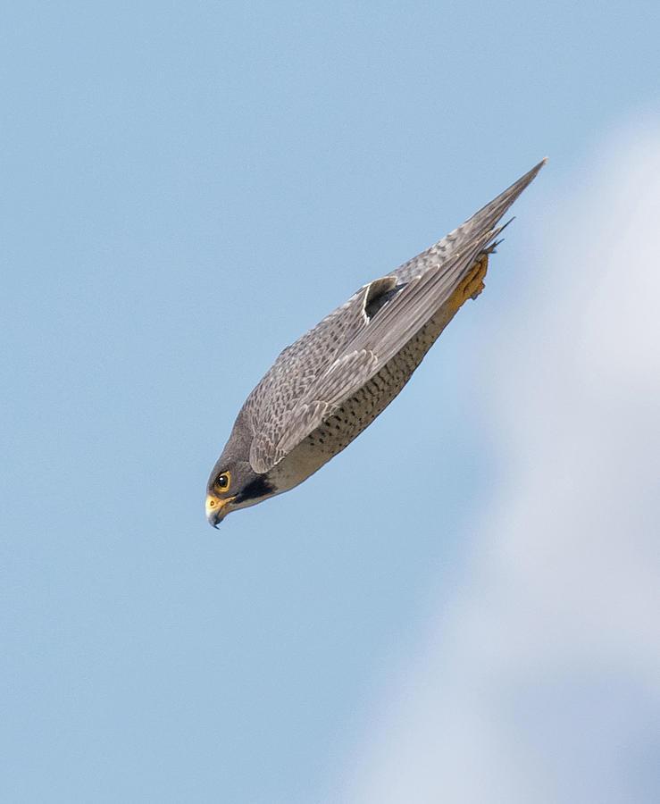 What is the fastest bird in the world in mph?