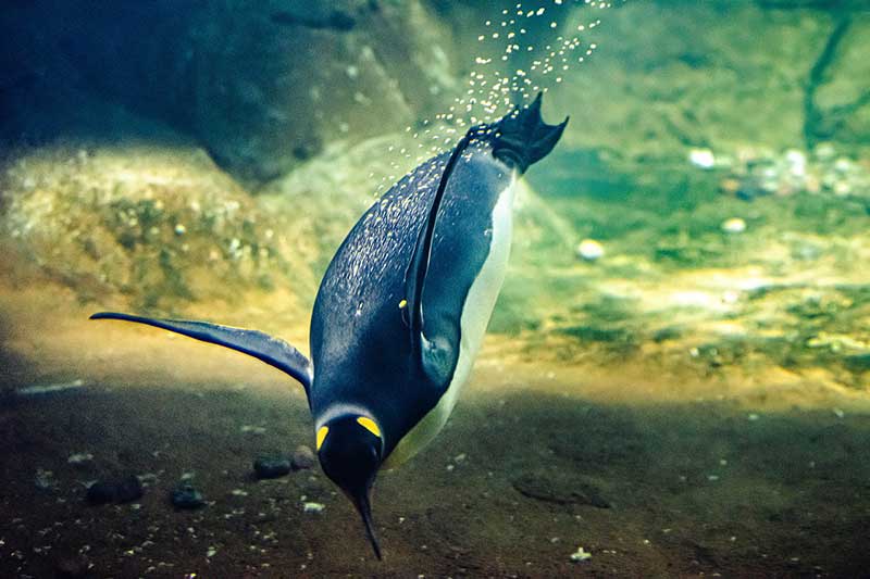 What is the fastest bird under water?