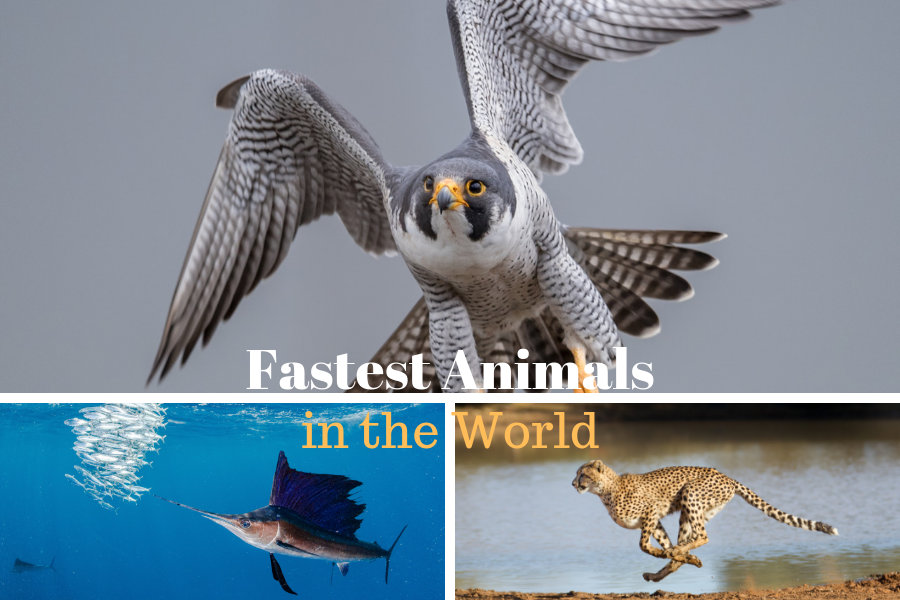 What is the fastest living creature on Earth?