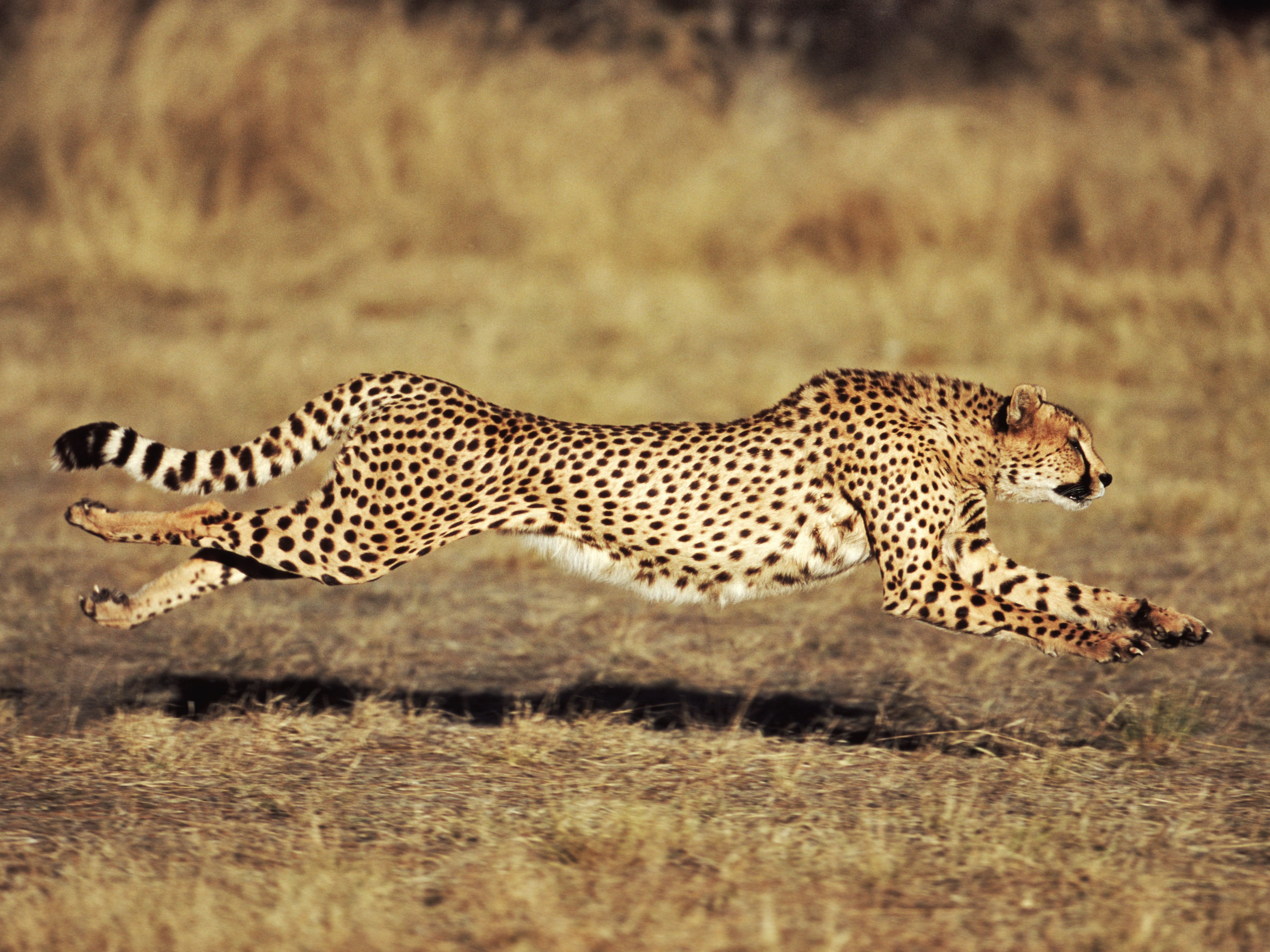 What is the fastest speed of a cheetah?