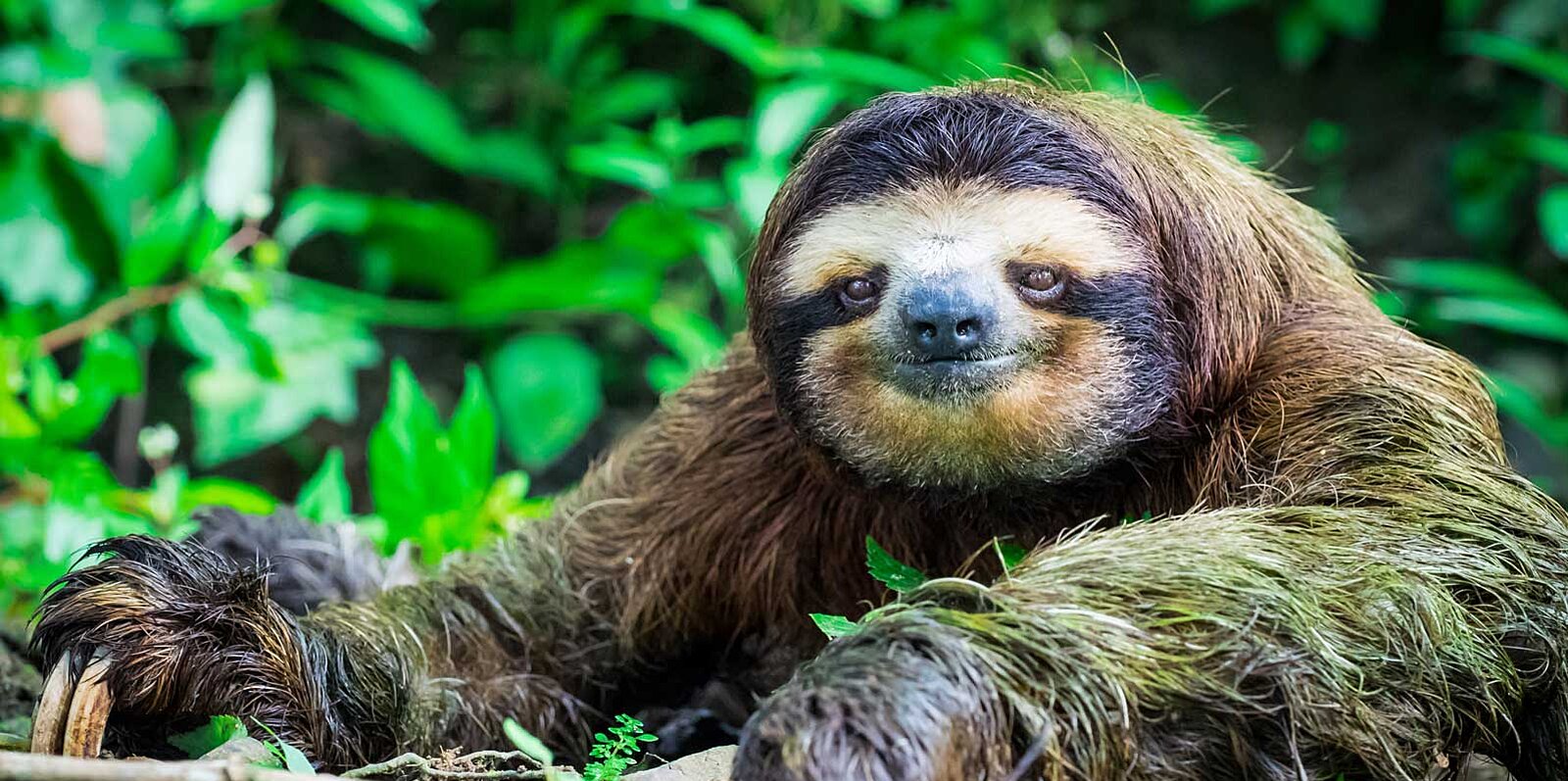 What is the fastest thing a sloth can do?
