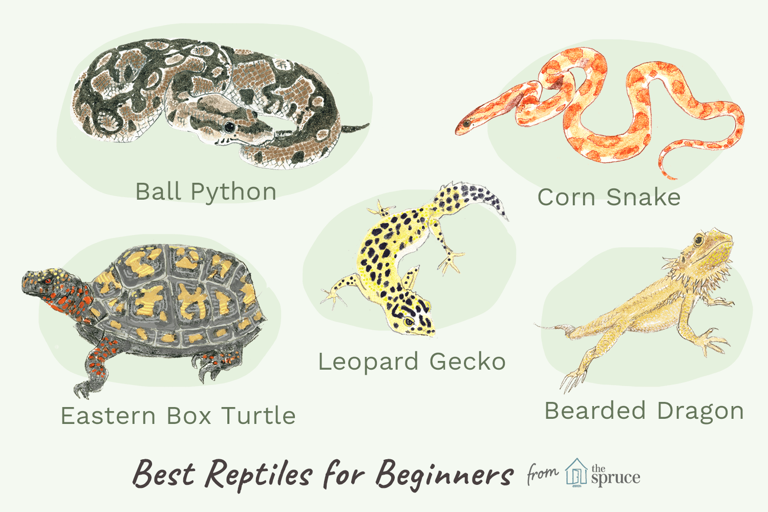What is the friendliest reptile to have as a pet?