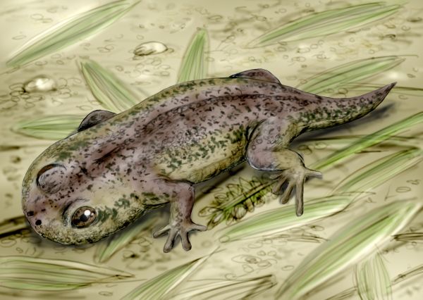 What is the frogs common ancestor?