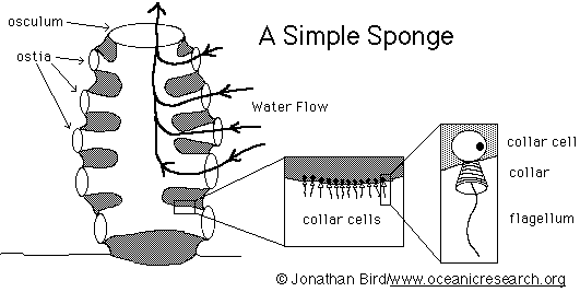 What is the function of collar cells in sponges?