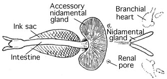 What is the function of the branchial heart?