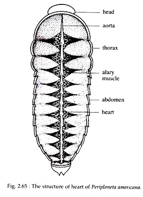 What is the function of the heart in cockroach?