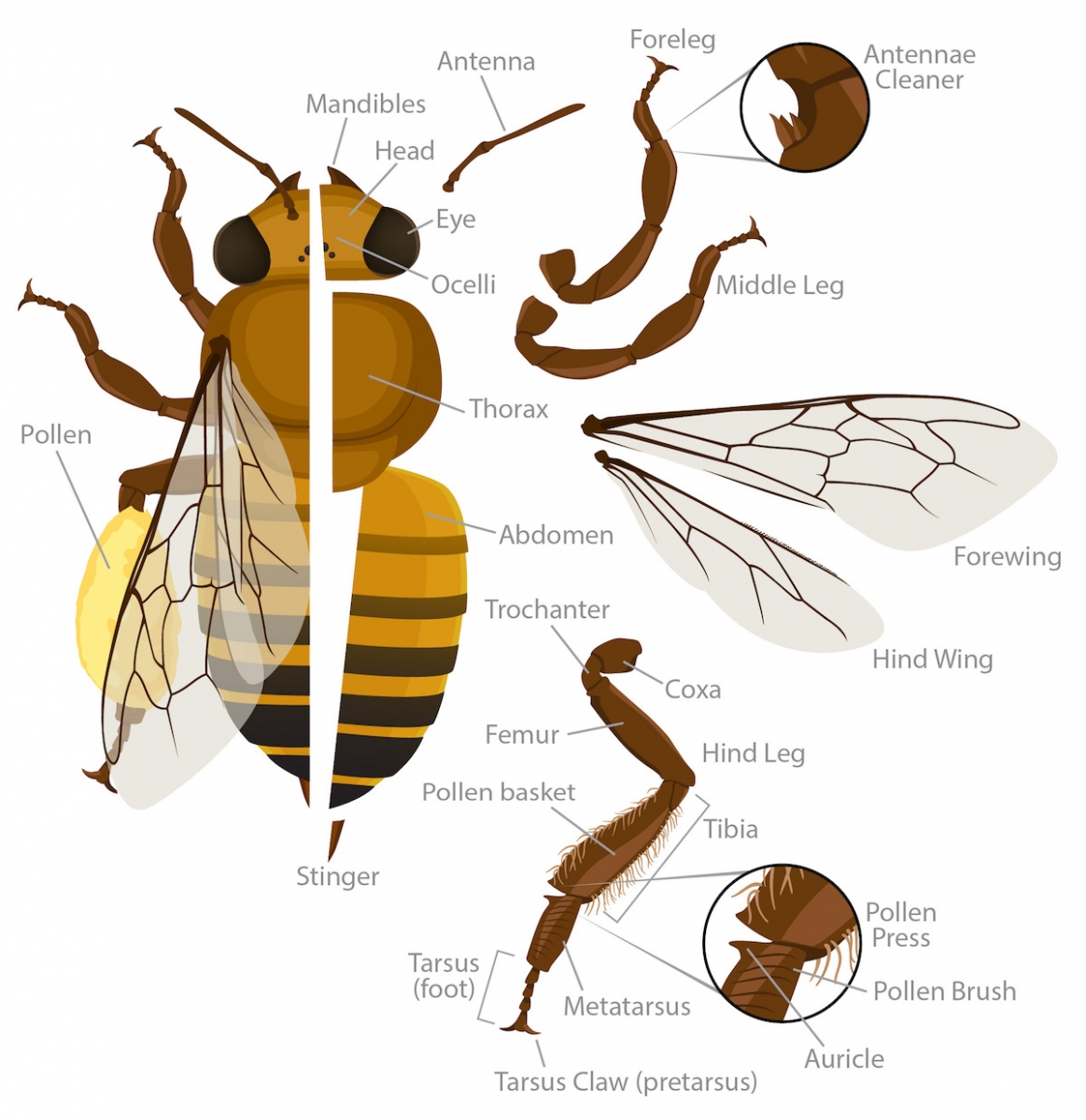 What is the function of the legs of a bee?