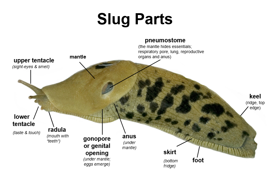What is the function of the two tentacles on a slug?