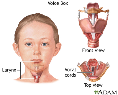 What is the function of the voice box?