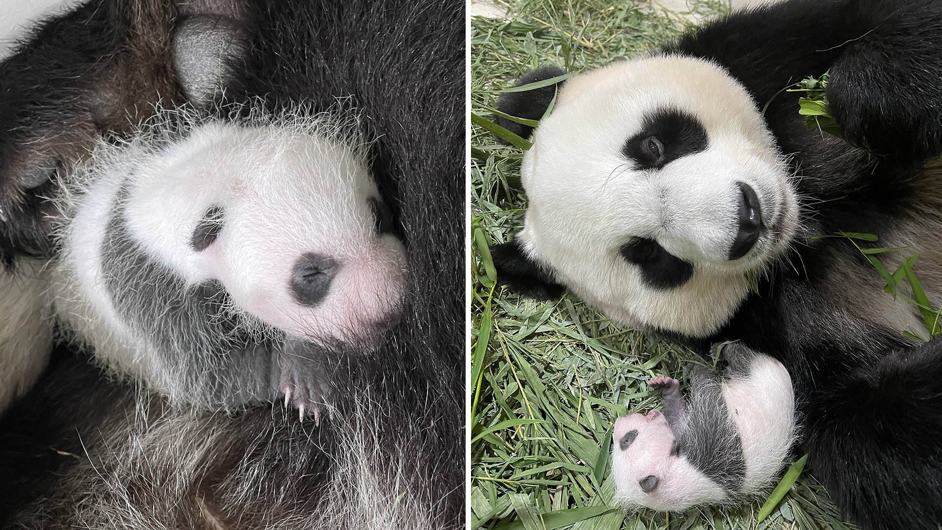 What is the gender of Jia Jia's Cub?