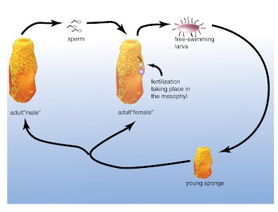What is the general life cycle of a sponge?