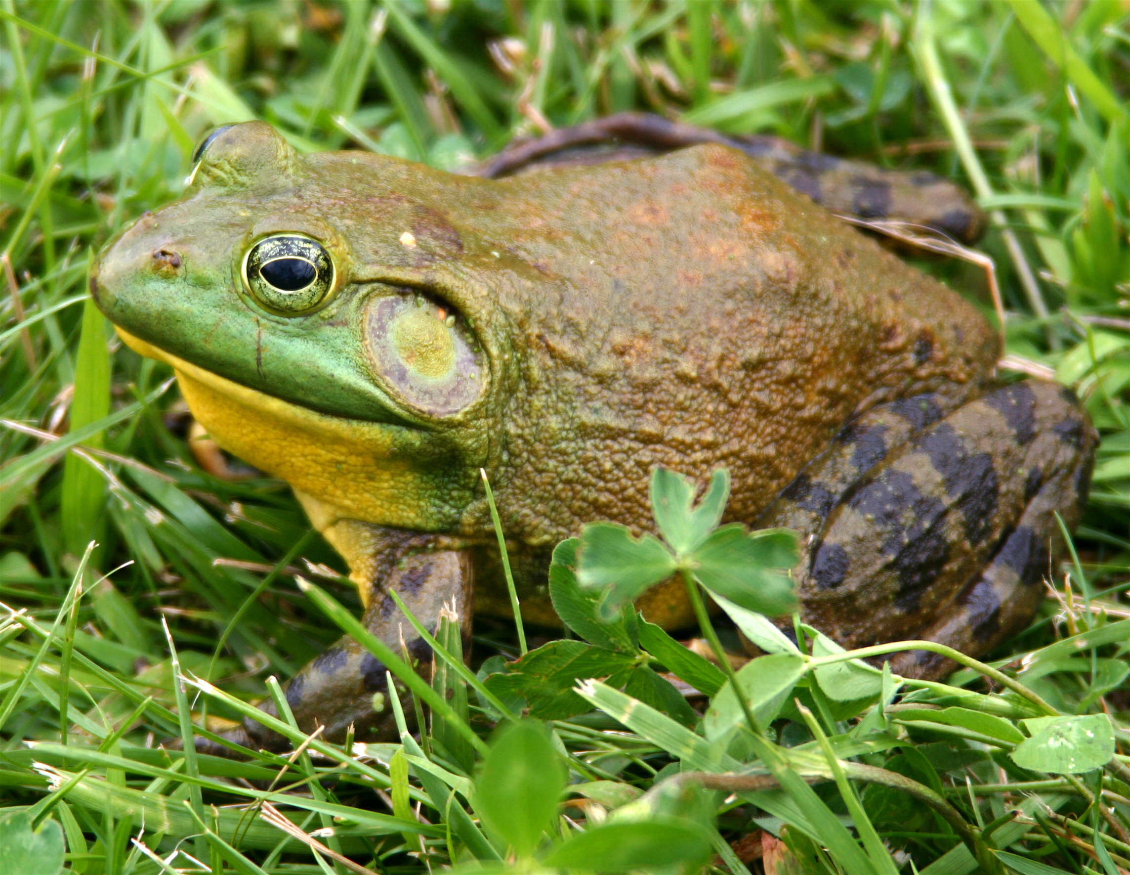 What is the genus and species name for a bullfrog?
