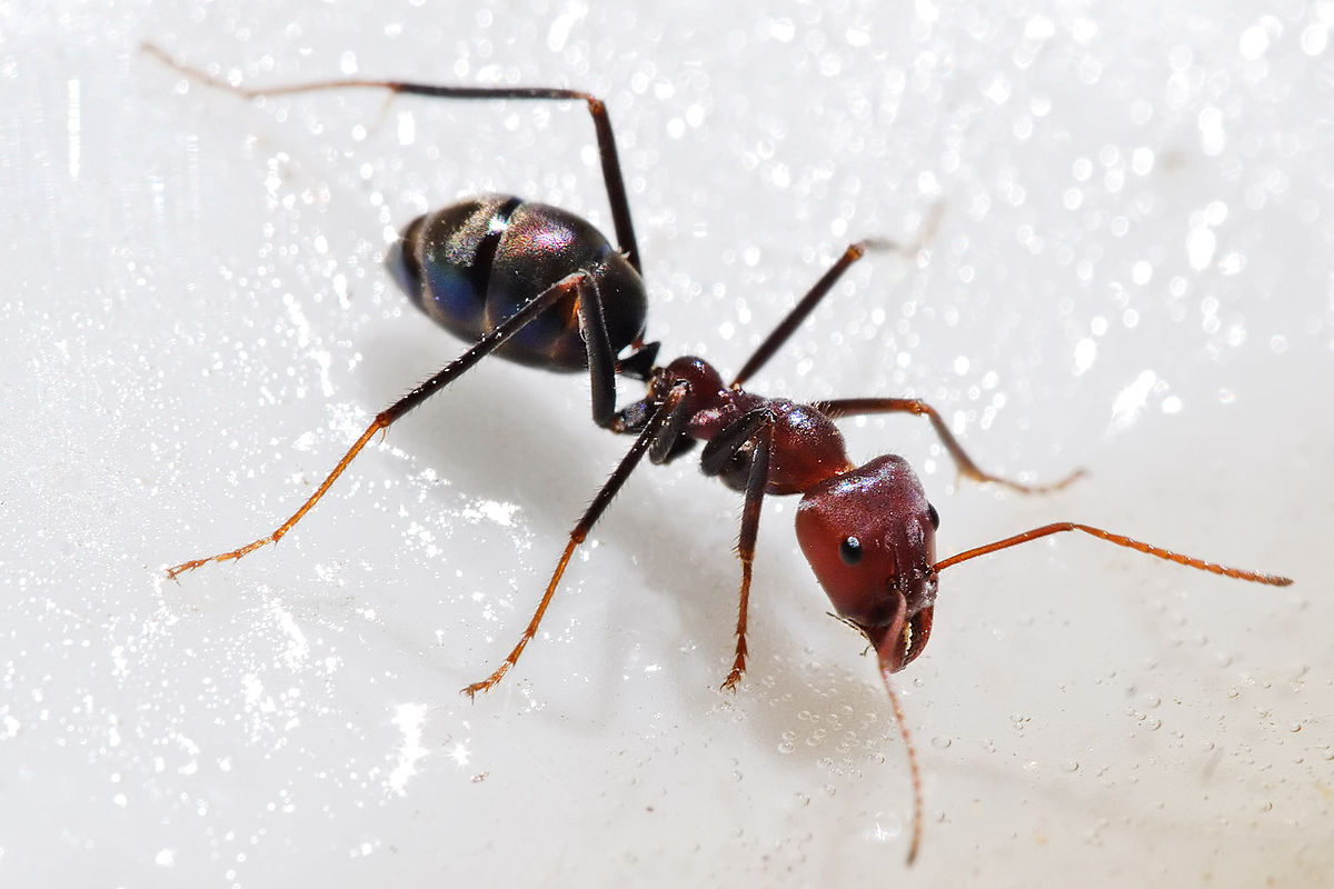 What is the genus and species name of a meat ant?