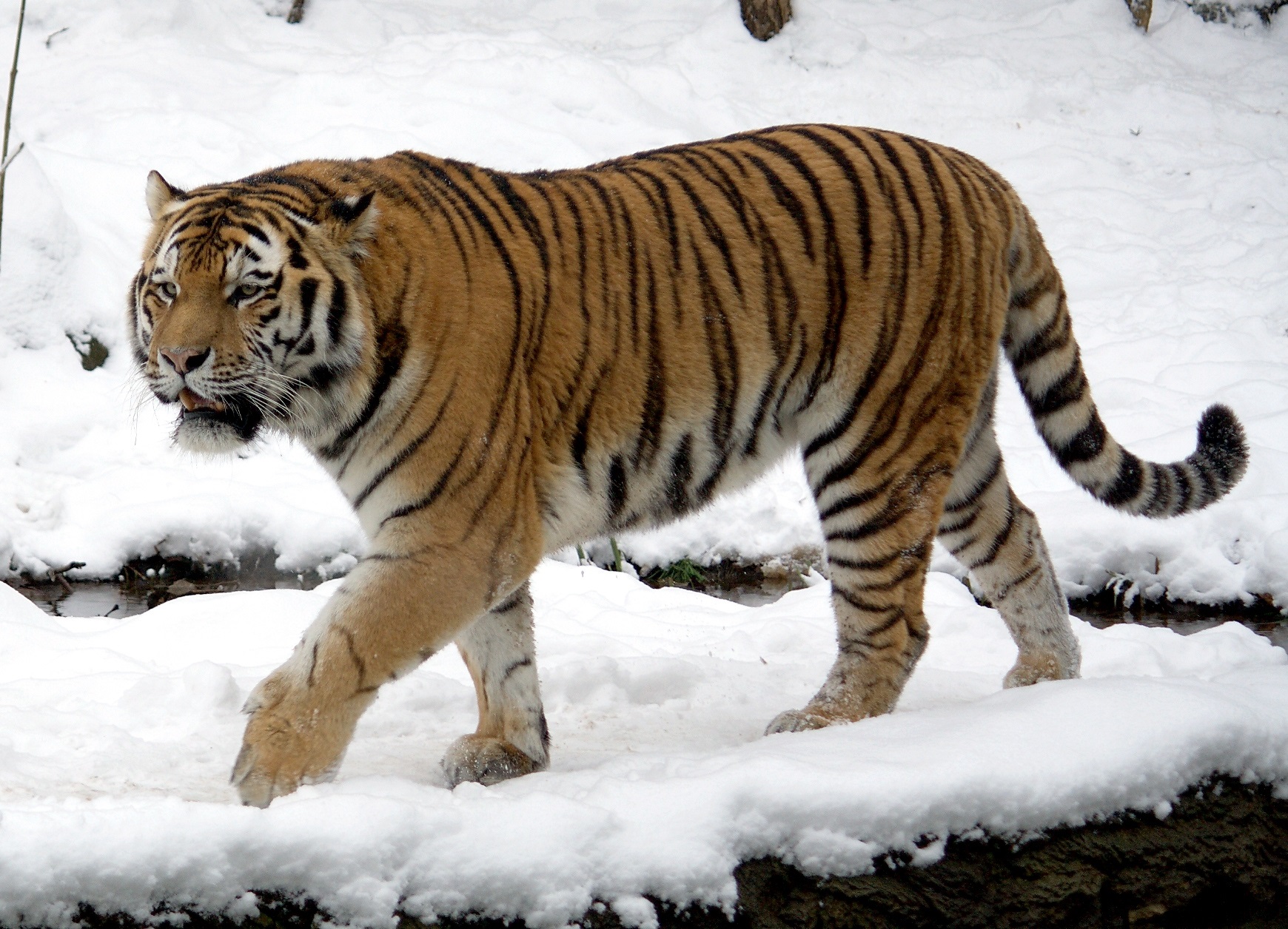 What is the gestation period of an Amur tiger?