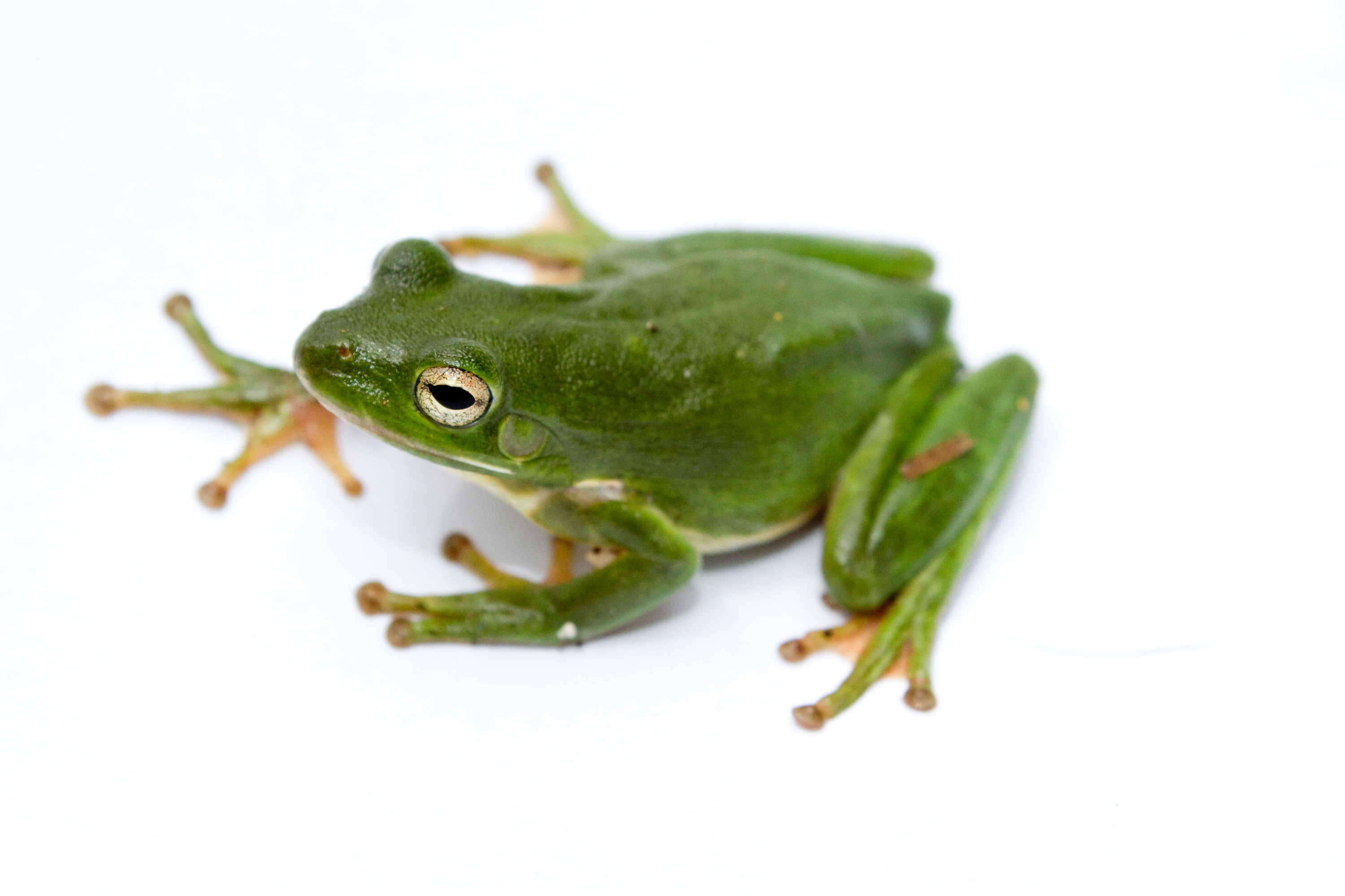 What is the green frog's name?
