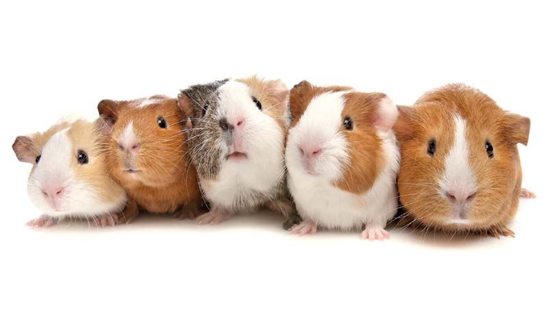 What is the guinea pig family?