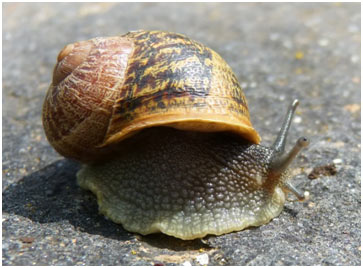 What is the habitat of gastropods?