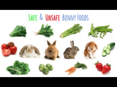 What is the healthiest food for rabbits?