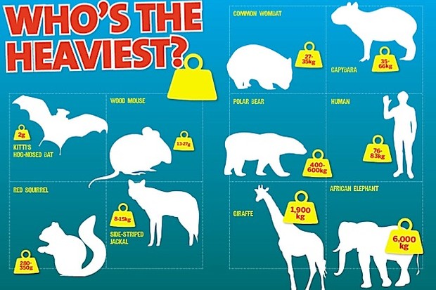 What is the heaviest mammal in the world?