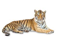 What is the Hindi form of Tiger?