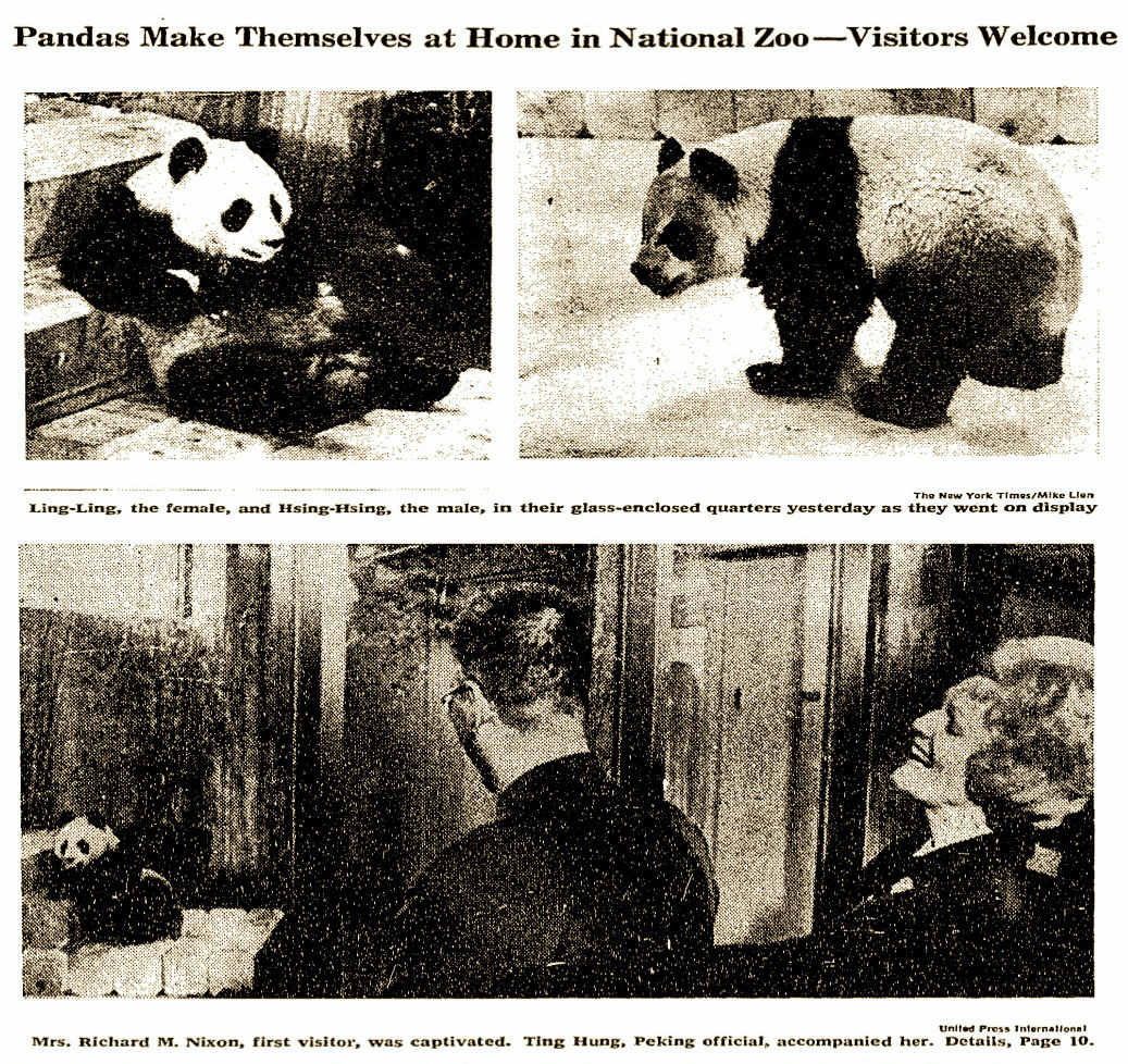 What is the history of a panda?