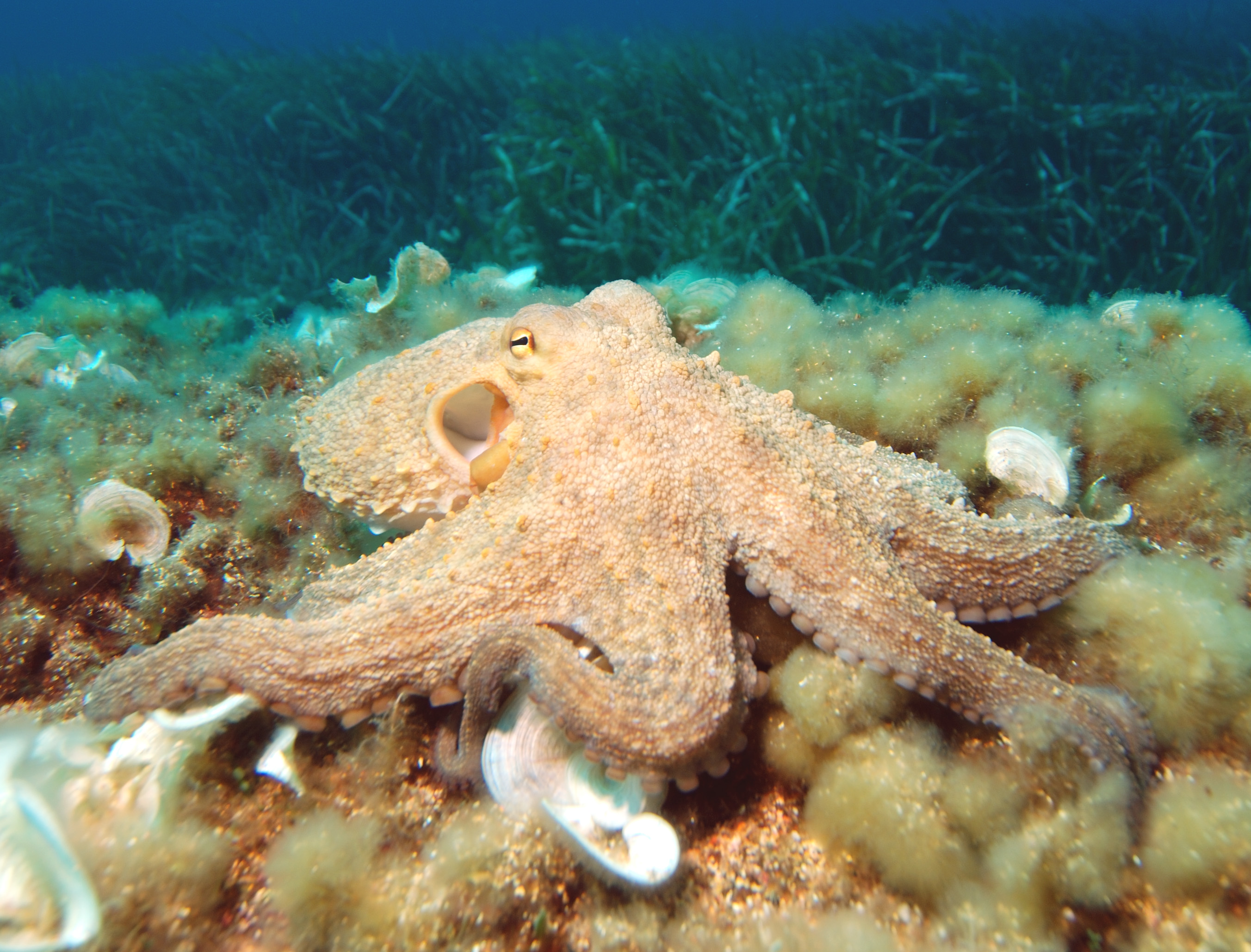 What is the history of octopus behavior?