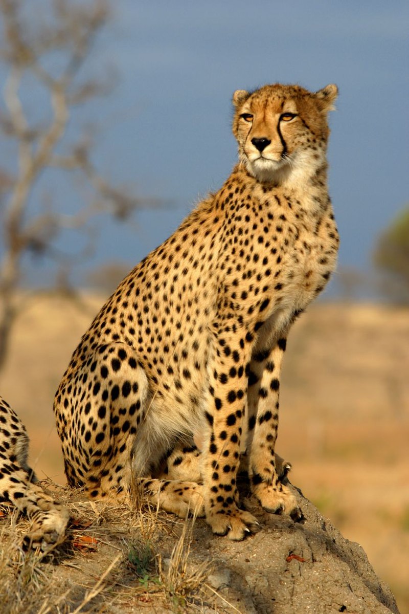 What is the history of the Cheetah and humans?